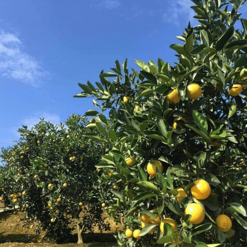 新派商城涉嫌传销：母公司及相关人被冻结资产6