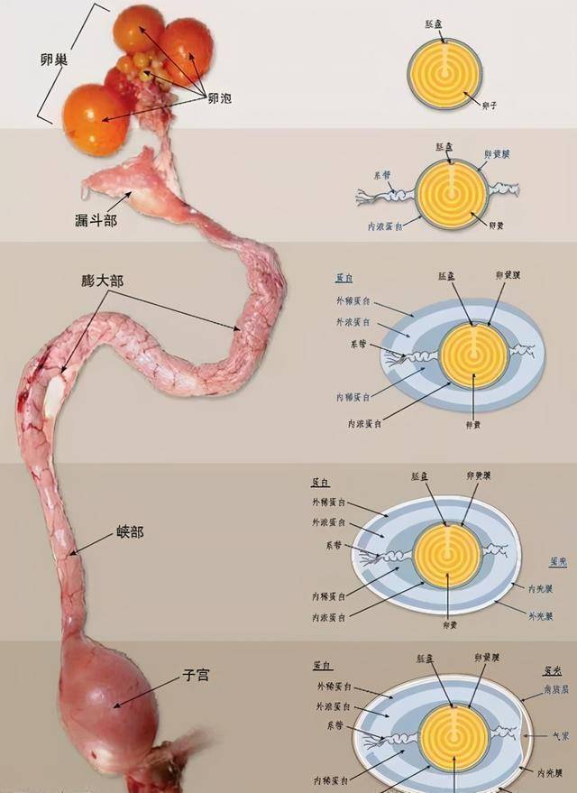 母鸡泄殖腔解剖图图片