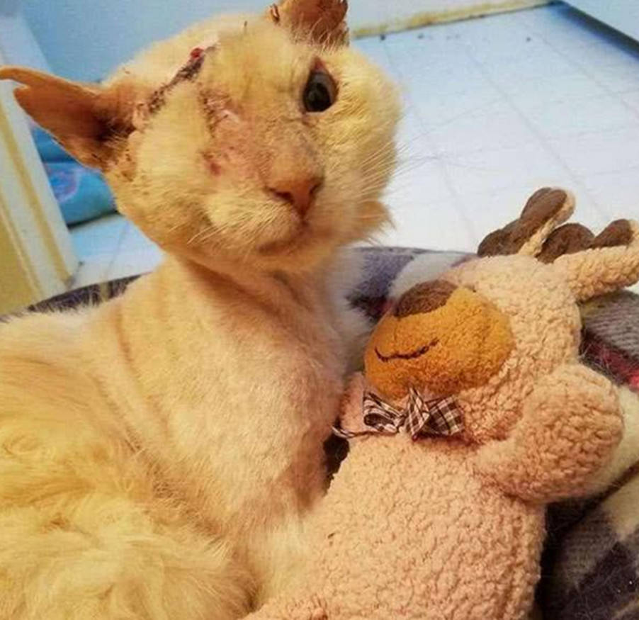 猫咪趴在路边凄惨嚎叫,路人好心上前查看,顿时气的火冒三丈