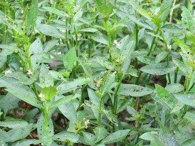 原创原来在我国泛滥的水花生,现如今怎么很少见了?