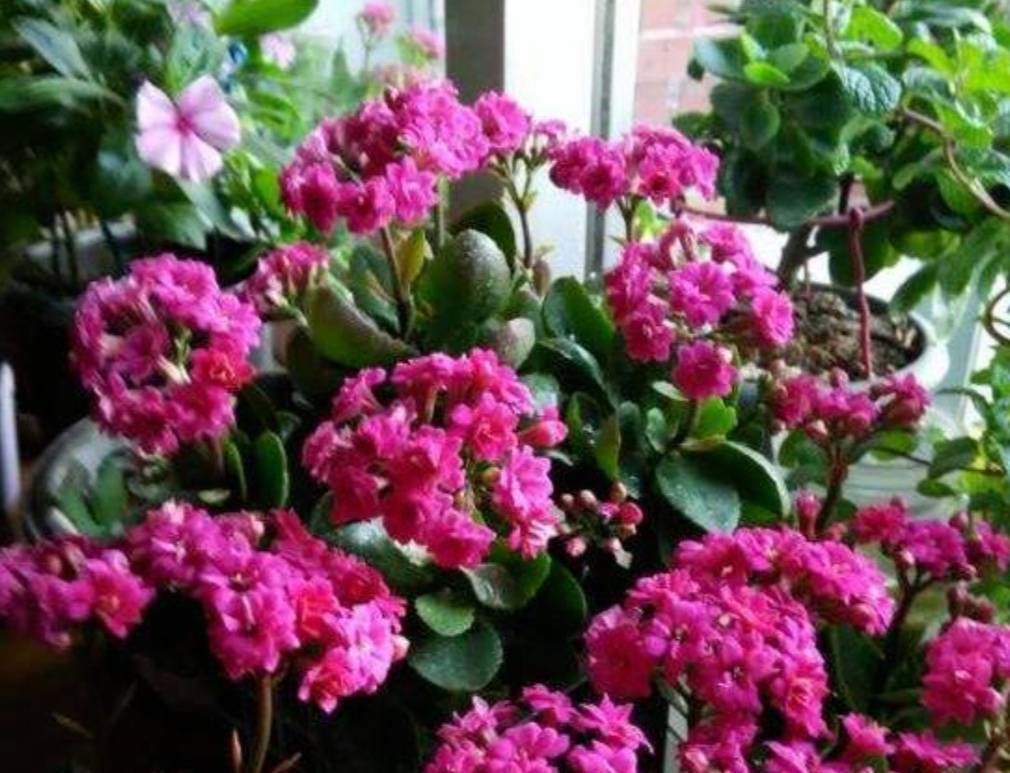 长寿花开完花 给它 剪一剪 用上1种肥 再次长出花苞来 开花