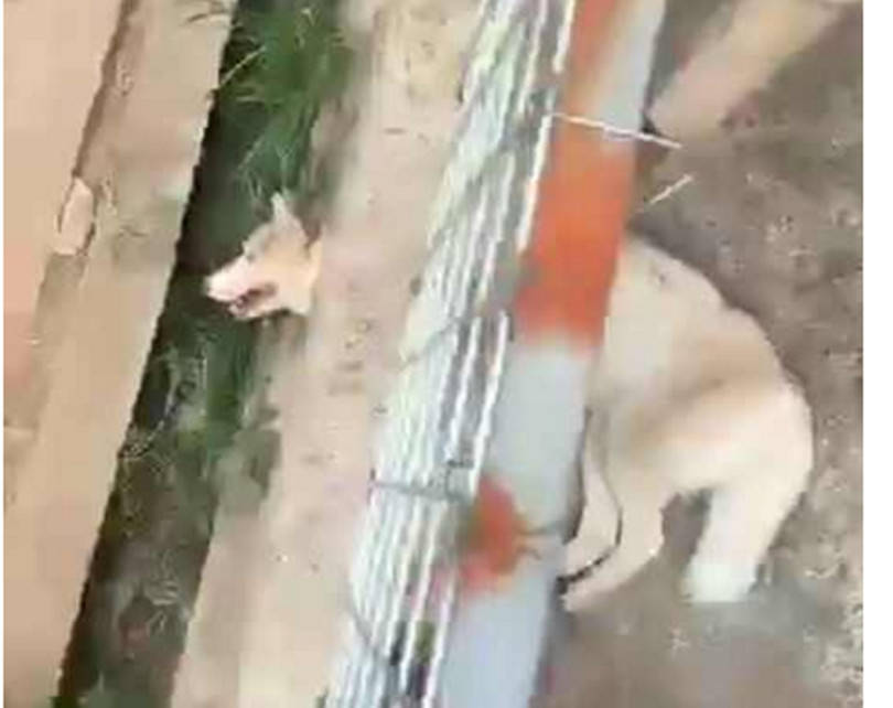 二哈連連哀嚎慘叫，主人卻視若無睹，背後原因讓人哭笑不得 萌趣萌寵 第1张