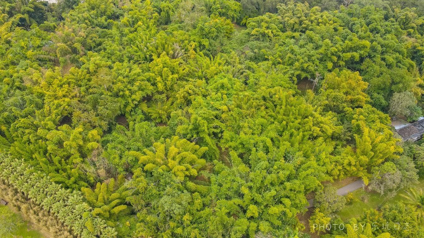 西双版纳5A级网红打卡地，中科院热带植物园，植物王国真神奇