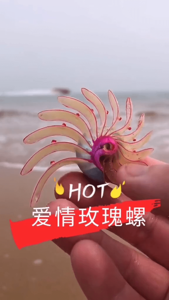 海边赶海退大潮沙滩发现象征爱情的玫瑰螺还有许多海洋小生物