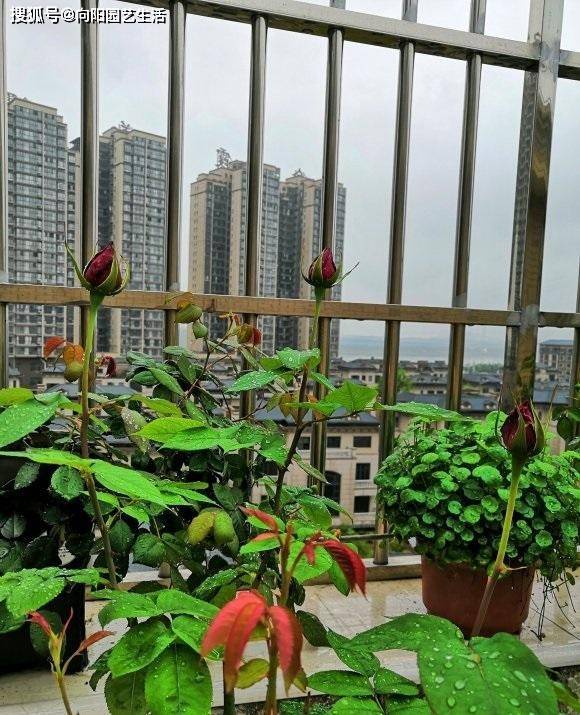 月季花得了白粉病 叶子变形扭曲 教你几招 解决白粉病害 药剂
