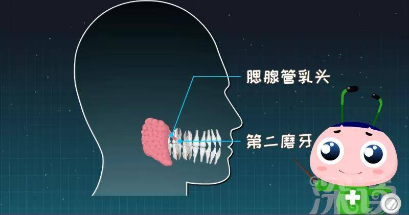 腮腺导管开口位于哪里图片