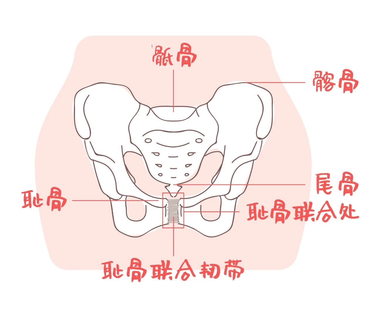 耻骨嵴位置图图片