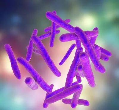 麻风病细菌图片