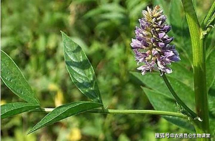 中药材甘草叶子发黄是什么病 甘草重茬根腐的防治 甘草死苗用什么肥料防治 病虫害