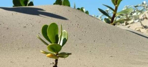 怎么样才能变得有生命力 e839a8cbbb3a4e36b7216d49d1b5df80.jpeg