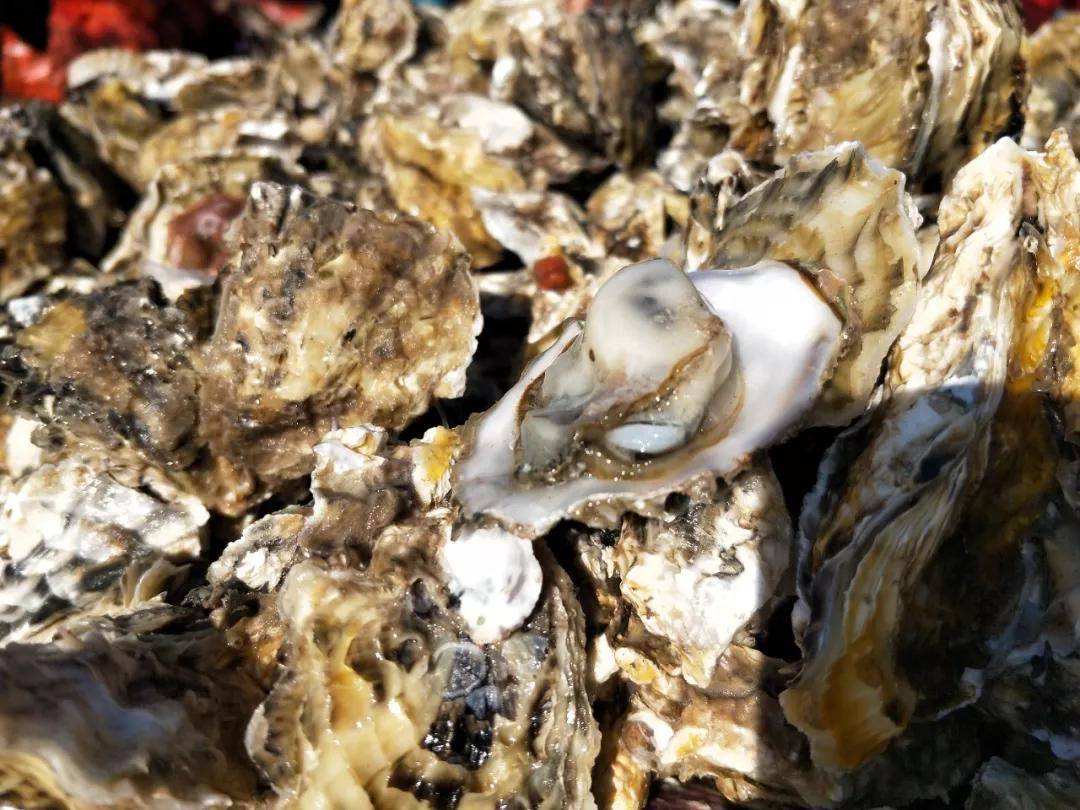吃遍大连海蛎子是咱独特的艺名透着浓浓海味正是肥美的时节