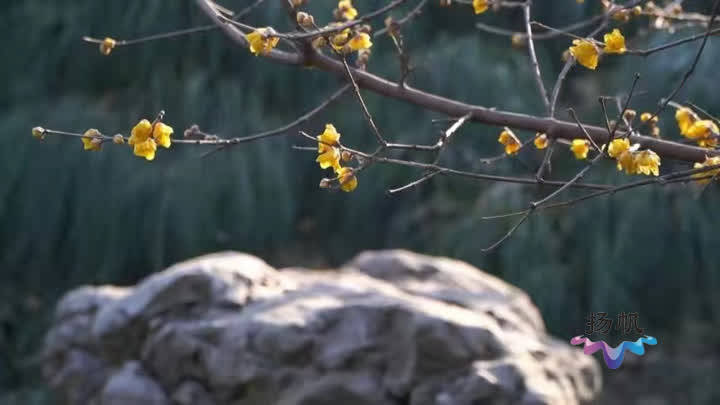 满城飘香！扬城多处景点腊梅花已开