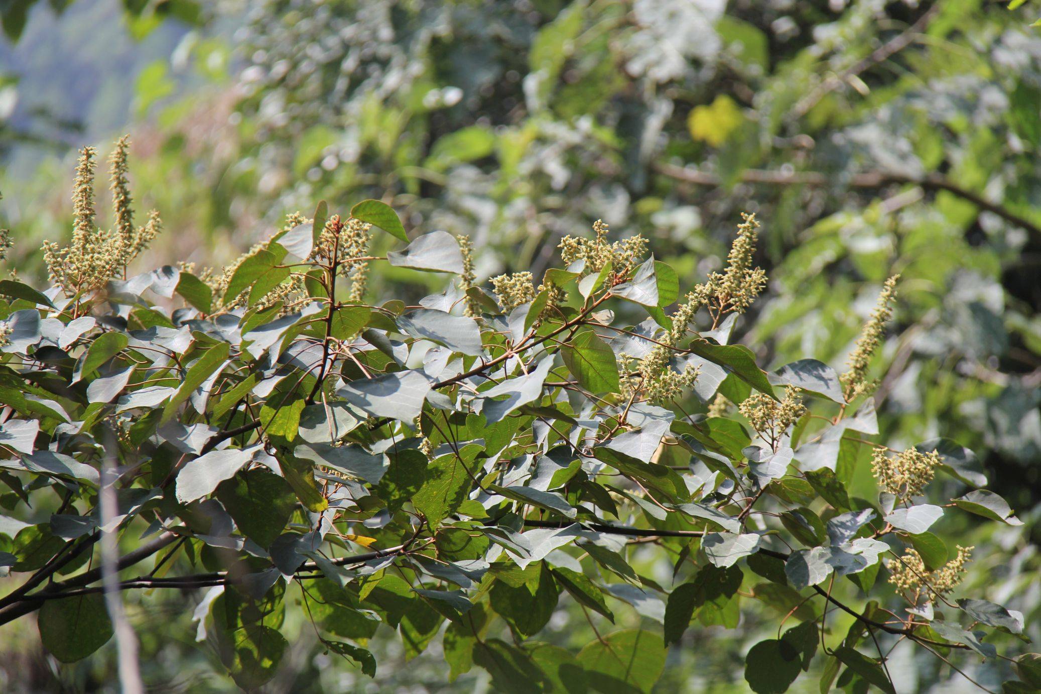 庆元植物1388-大戟科-野桐属-东南野桐(锈叶野桐)