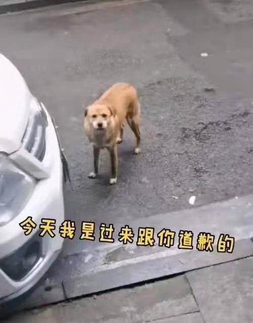 几个月做绝育 8875851f69b64ed68408a48492840462.jpeg