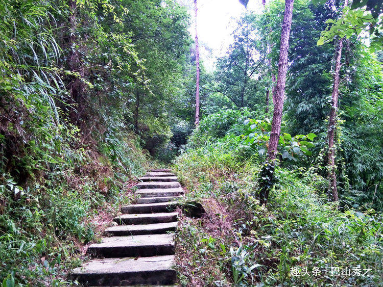 自贡尖山风景区不仅桃花美丽，曾经还有一种漂亮的小鸟