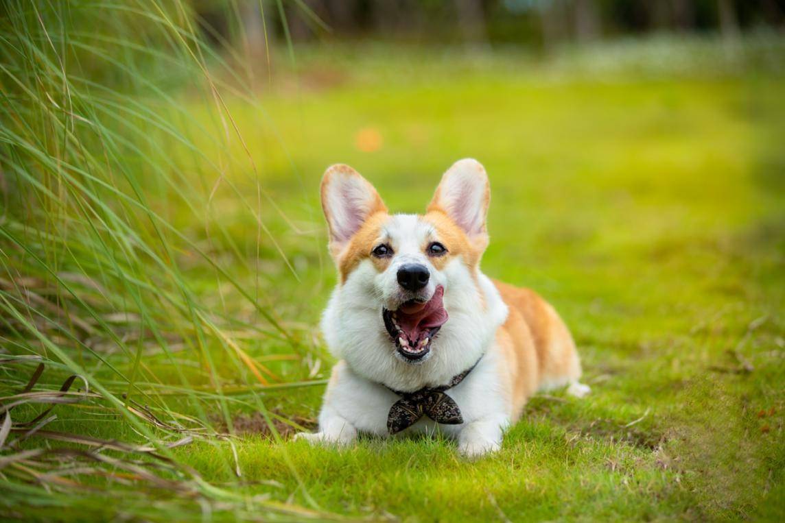 go狗粮告诉你小狗狗能有什么坏心眼呢