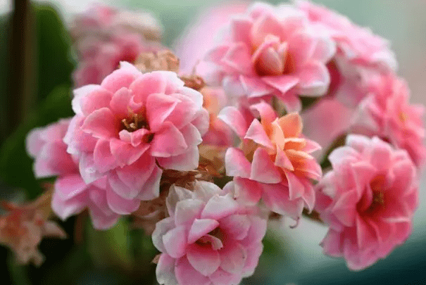 冬天家里适合养什么花 这5种妥妥的 种植