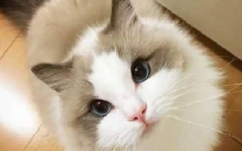 猫咪吃什么好发腮 ccc1094733c04fe98696adb551990e2f.jpeg