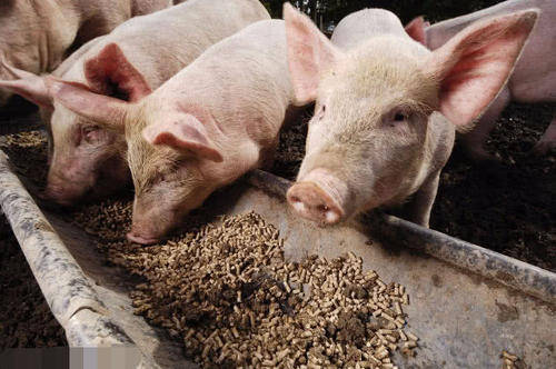 选饲料应该注意些什么?