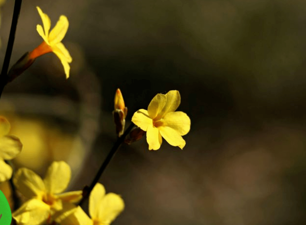 【詩詞鑑賞】未臘迎春早放花,十首迎春花的詩詞,傲寒迎春!