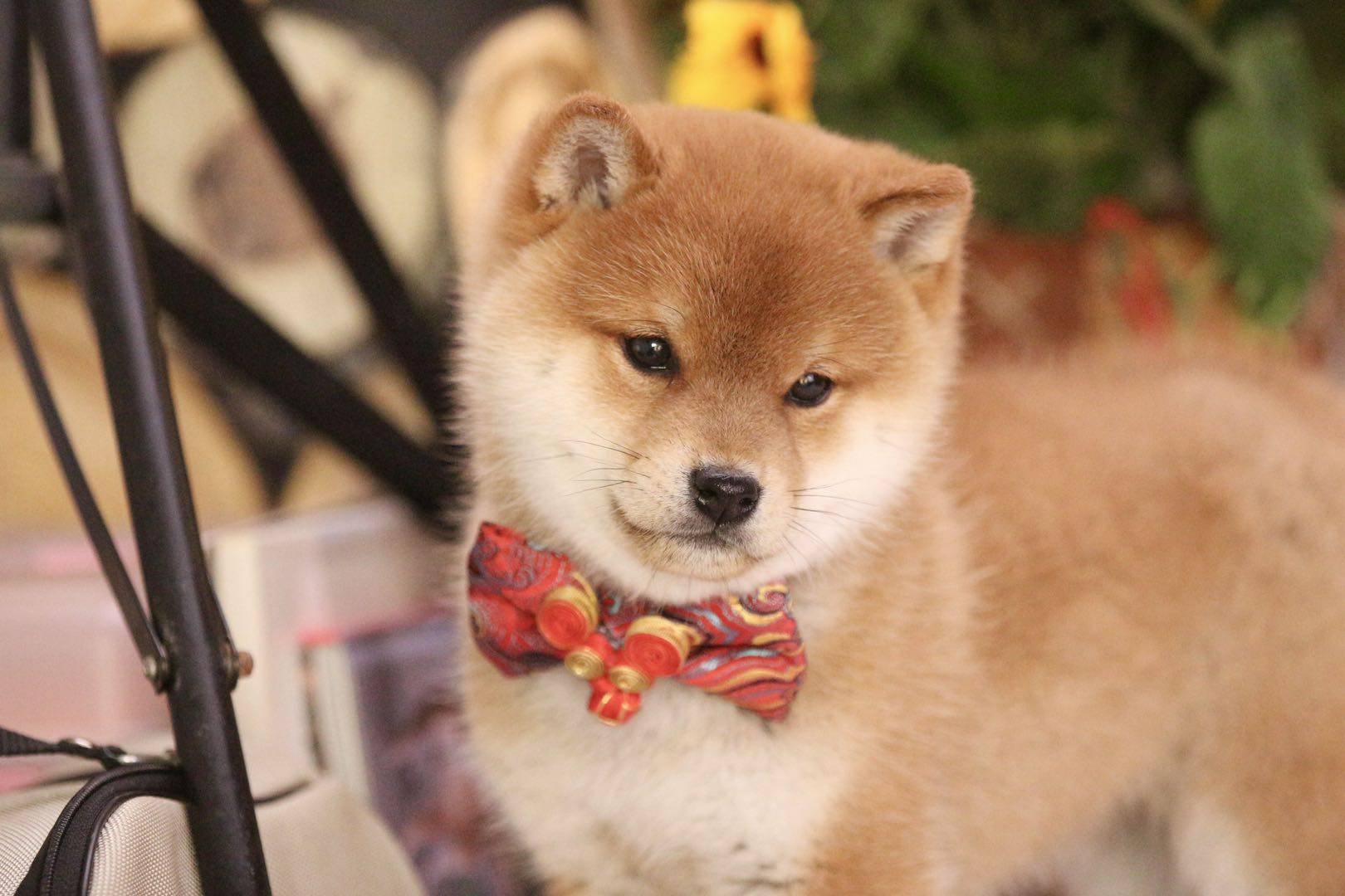 柴犬血统级,宠物级,赛级是怎么划分的?有什么区别?