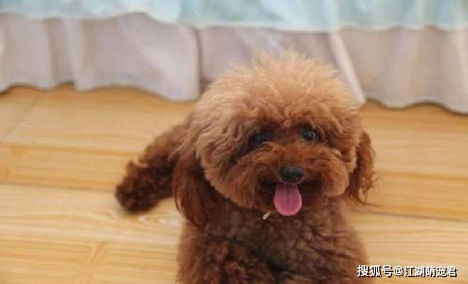 如果你打算养泰迪犬 这5件事情不要做 会伤害它 主人