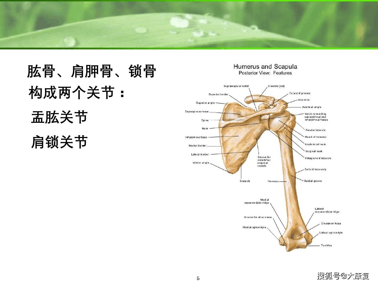 肩關節解剖