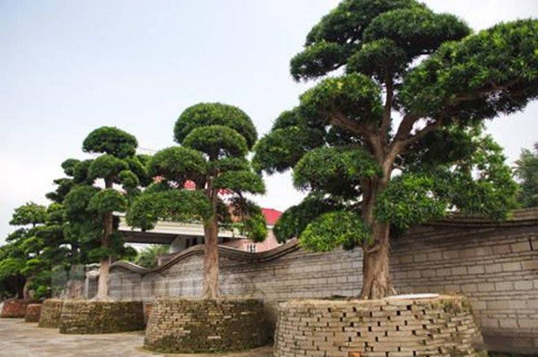 "门前种三树,家兴富三世",农村流行的这句俗语,是指啥意思?