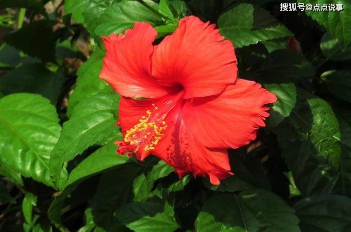 这几种植物实用价值超高 化妆品里都有它 你可能没见过 仙人掌