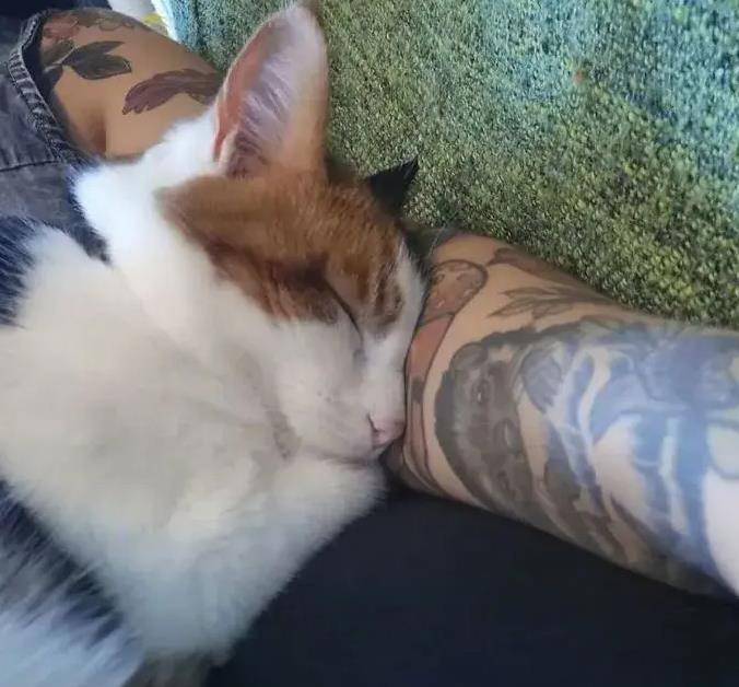 如何拥有一只黏人的小猫咪 c9a3d3d4fbf44b80b77492dc78125115.jpeg