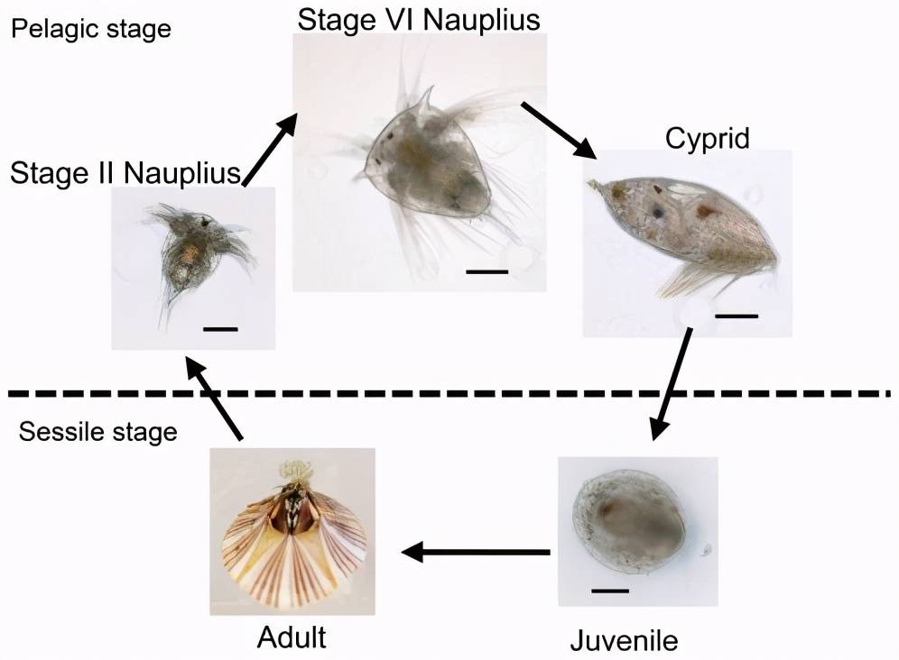 藤壶有多可怕 到处寄生造成破坏 甚至会寄生在鲸鱼的隐私部位 生活