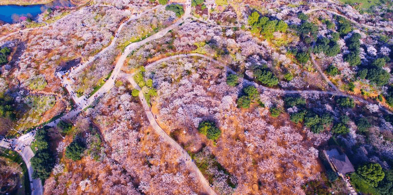 又入超梅季，在“浙”过大年 第十三届杭州超山梅花节如约而至！