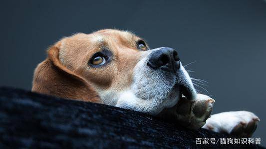 宠物电解质浓缩液 狗狗脱水的症状 皮肤