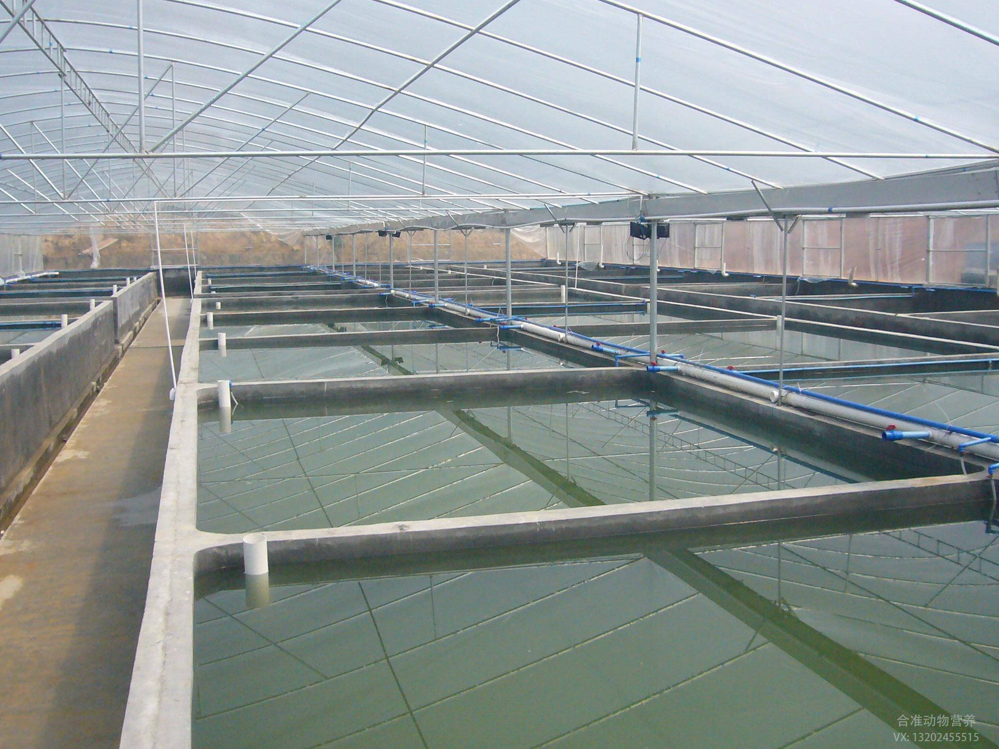 如何养殖南美白对虾,养殖南美白对虾的要点?南美白对虾养殖知识分享