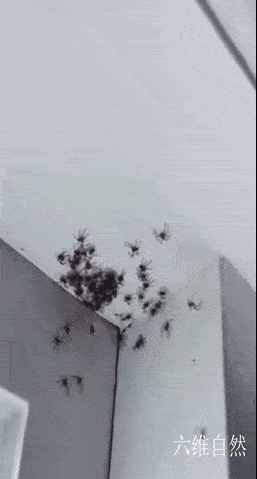 澳一居民房间爬出一群大蜘蛛,即使是无毒猎人蛛,也让人害怕