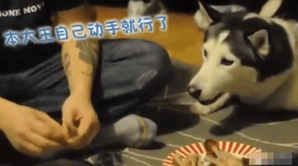 主人獨享美味雞爪，貪吃二哈竟做出這舉動，網友看了直呼戳心 萌趣萌寵 第3张