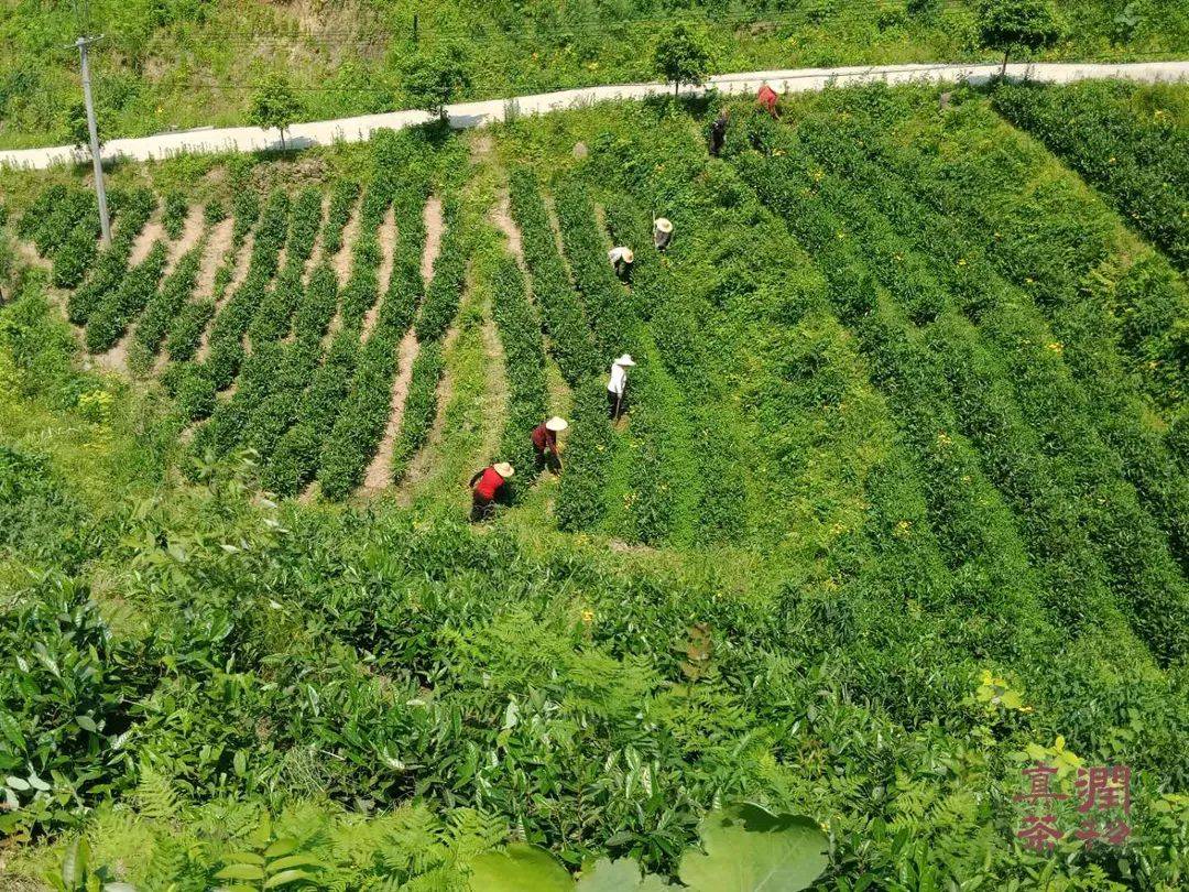 润物堂有机自然农法生态庄园茶探索(五)——园区规划_茶园