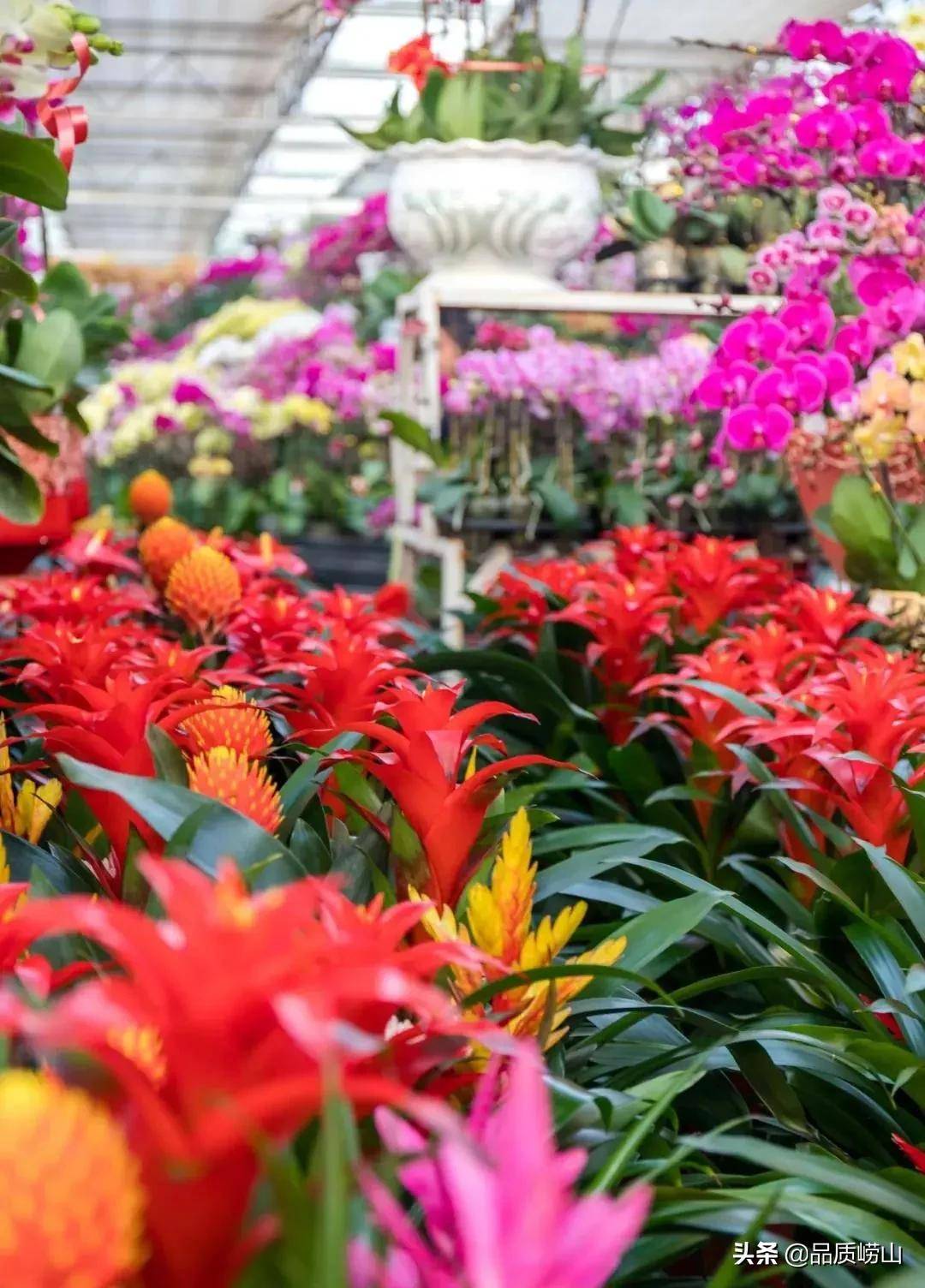 嗨游青岛享悦冬季这里有一份春节年花嗨逛指南快收藏