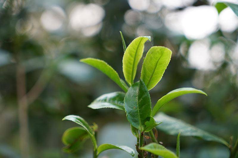 为什么莽枝古树茶有“外柔内刚”的说法？莽枝古树普洱茶有什么特点？
