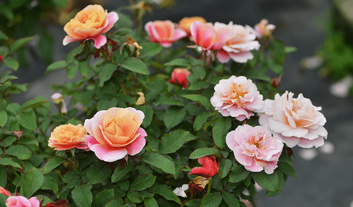 这10款“变色月季”,颜色多变,好看又好养 这10款“变色月季”,颜色多变,好看又好养