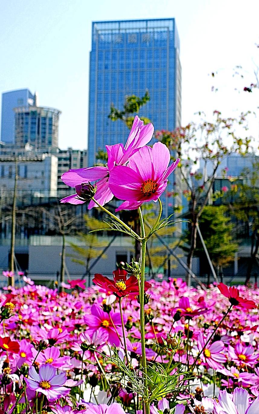 深圳市中心的格桑花开了,它就在香蜜公园