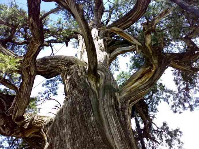 我国最长寿的树，原始社会时发芽，一直长到现代，5000多岁了