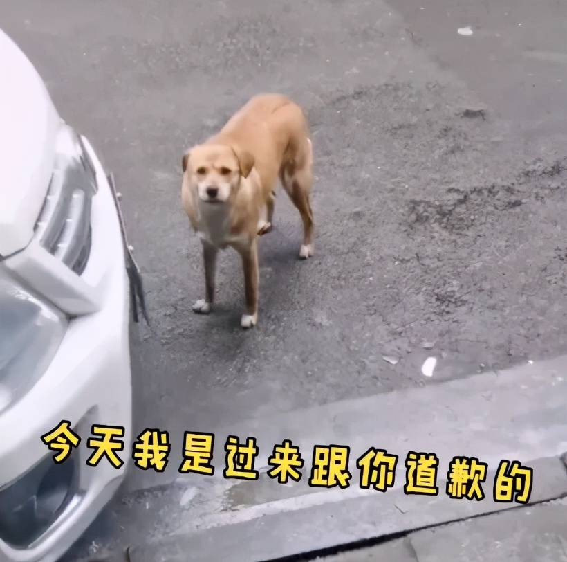 狗子绝育后失恋了,玩伴离它而去,于是在宠物医院门口吼了三个月