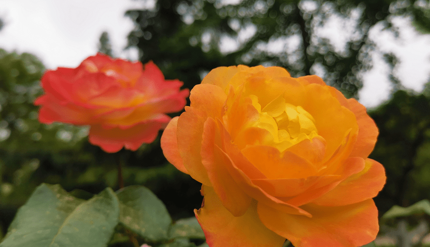 这10款“变色月季”,颜色多变,好看又好养 这10款“变色月季”,颜色多变,好看又好养