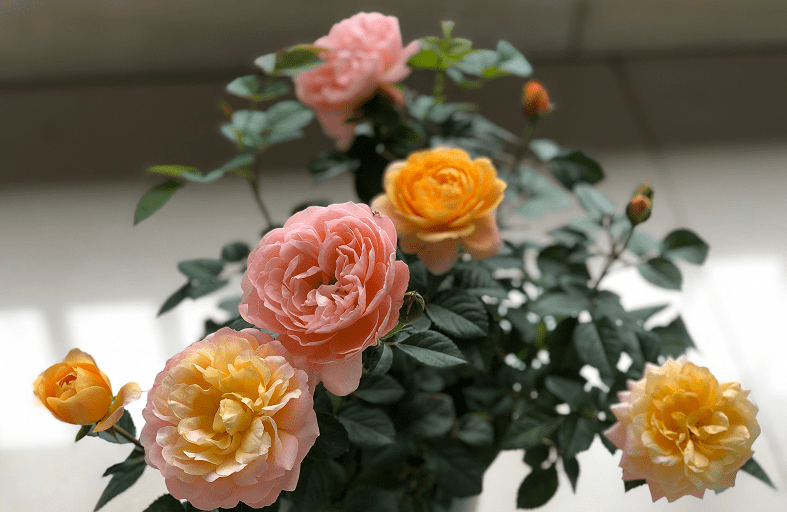 这10款“变色月季”,颜色多变,好看又好养 这10款“变色月季”,颜色多变,好看又好养