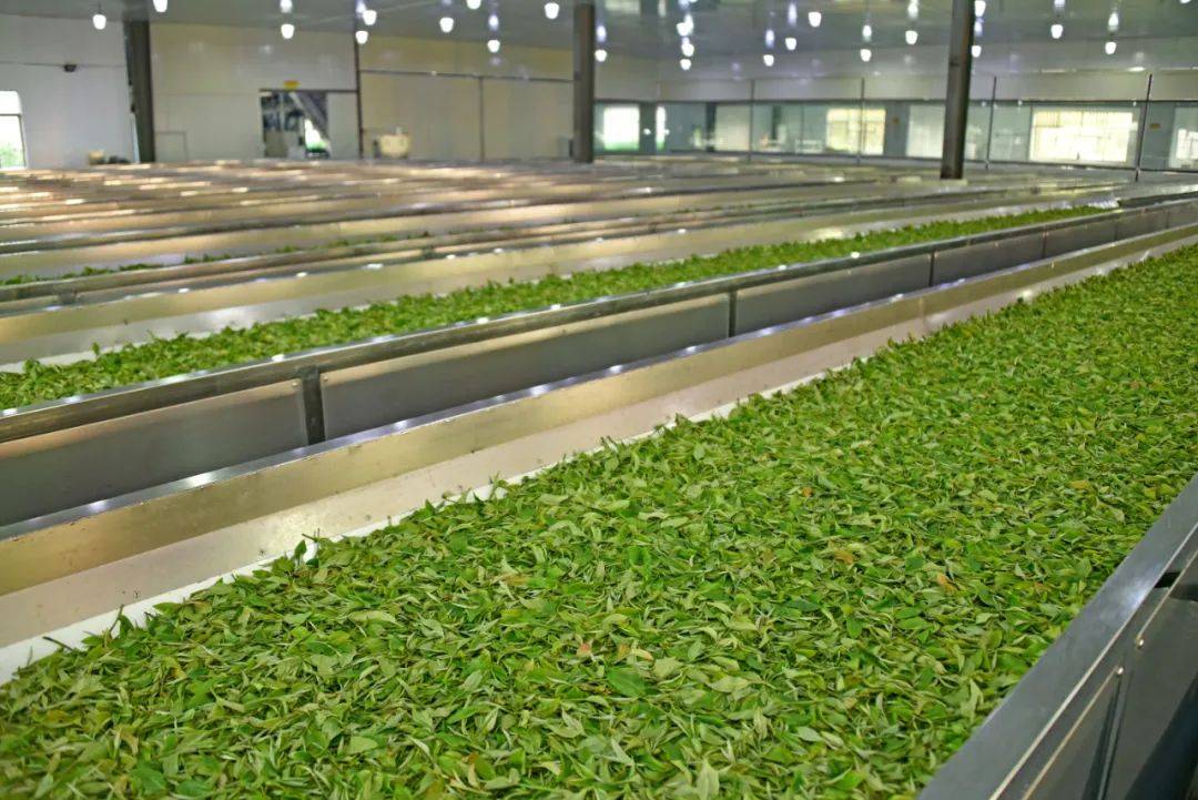 茶情报携手英德红茶品牌【盈德茗】,谱写有机茶新篇章