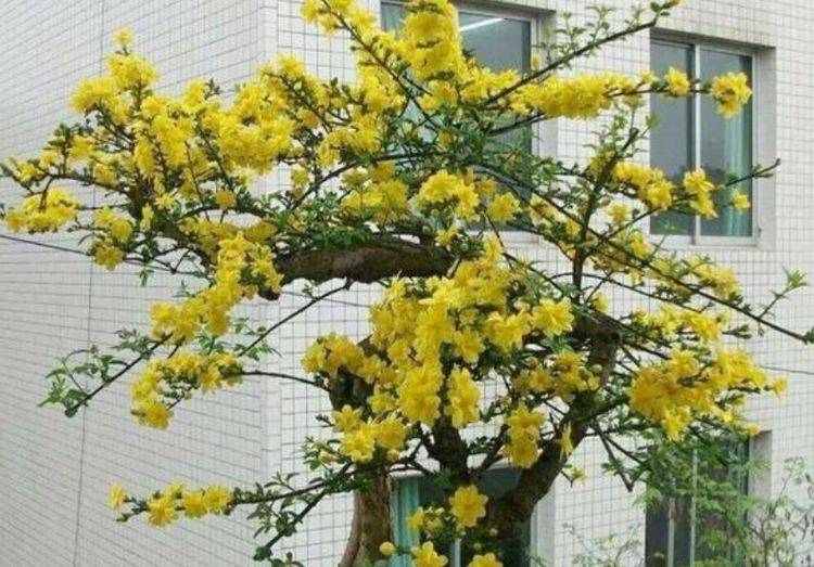 家里种什么花香满屋 4f2c5625c9fa4368a90c3bf50c1d2772.jpeg