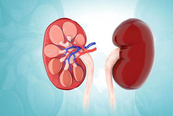 吃什么东西容易得尿毒症呢 5ef0ffaa9f8742fdac650988f070e7cc.jpeg