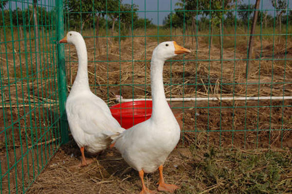 特产早知道——溆浦鹅