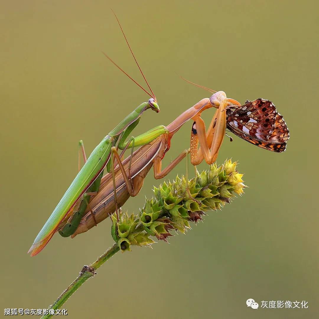 第三届18度灰国际摄影巡回赛丨自然不限组获奖欣赏